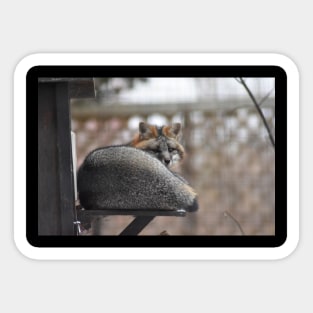 Grey Fox Sticker